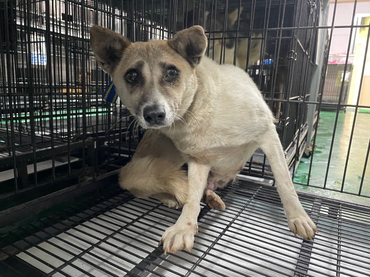 보호중 믹스견의 가…